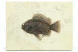 Superb Fossil Fish (Priscacara) - Green River Formation #275206-1